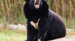 Himalayan (belograda, ussuriysky) bear